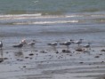 /album/photogallery/caspian-royal-and-sandwhich-terns-at-tanji-jpg/